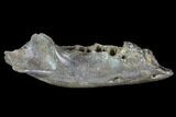 Partial Didelphodon Jaw - Cretaceous Marsupial Mammal #87941-1